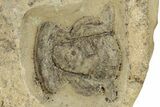 Early Cambrian Trilobite (Perrector) - Tazemmourt, Morocco #209819-1